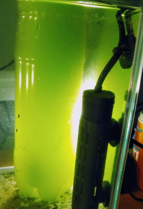 生クロレラ培養実験～２０L水槽で温度３０℃に設定して培養してみた！