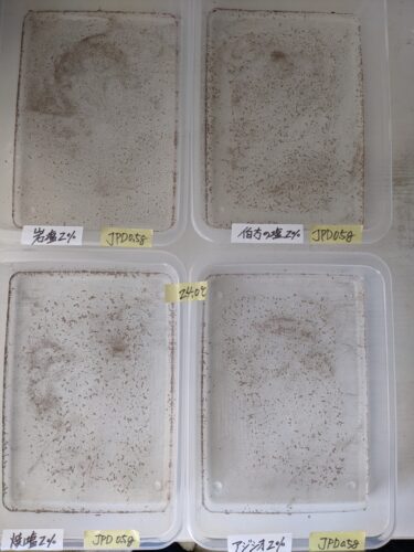 [4種類の塩]ブラインシュリンプはアジシオで孵化できるか皿式で実験してみた！